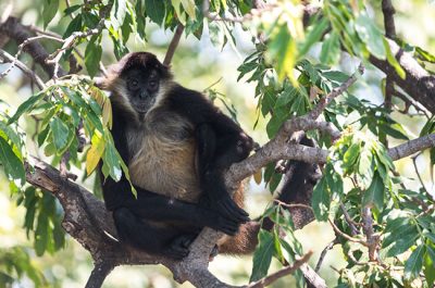 Mono en la Isla de los Monos en las Isletas de Granada (Nicaragua)