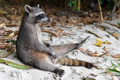 Un mapache en actitud relajada en el Parque Nacional de Manuel Antonio (Costa Rica)