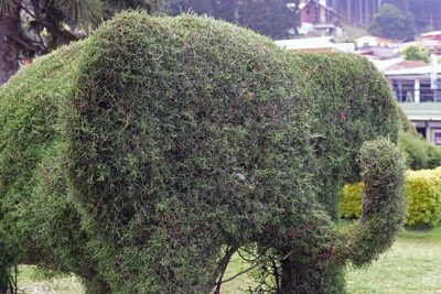 Seto con forma de elefante en los jardines de Zarcero (Costa Rica)