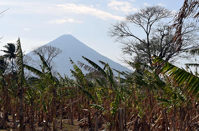 Vista del Volcán Concepción desde un campo de plataneros, Isla de Ometepe (Nicaragua)