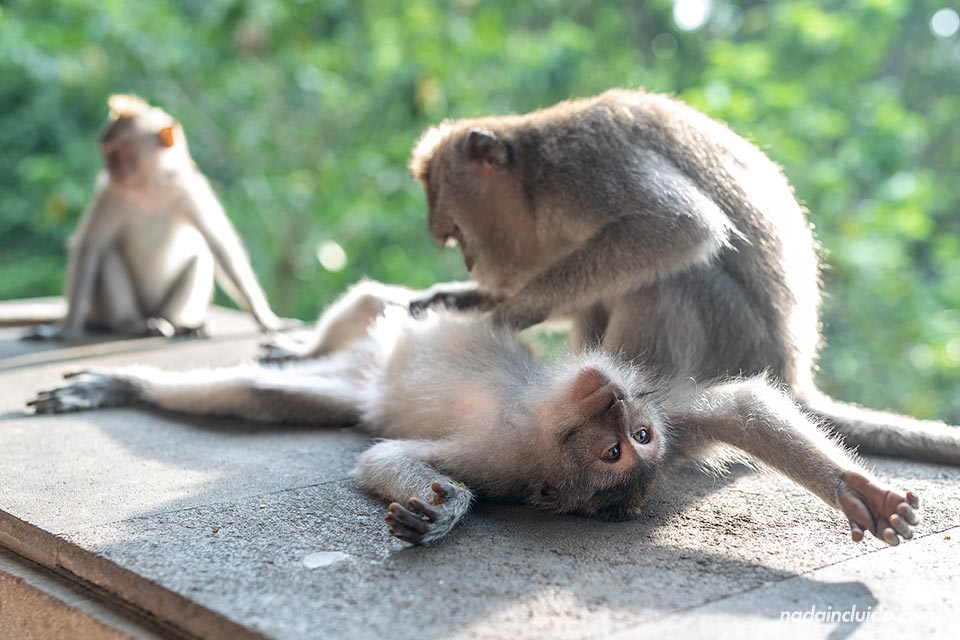 Monos despiojándose en el Monkey Forest de Ubud (Bali, Indonesia)