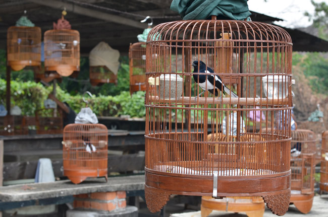 Reunión de pájaros en la periferia de Malaca (Malasia)